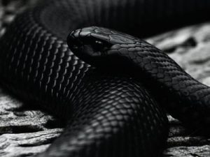 Nằm mơ thấy rắn đen có ý nghĩa gì?